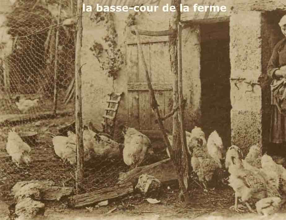 Basse cour