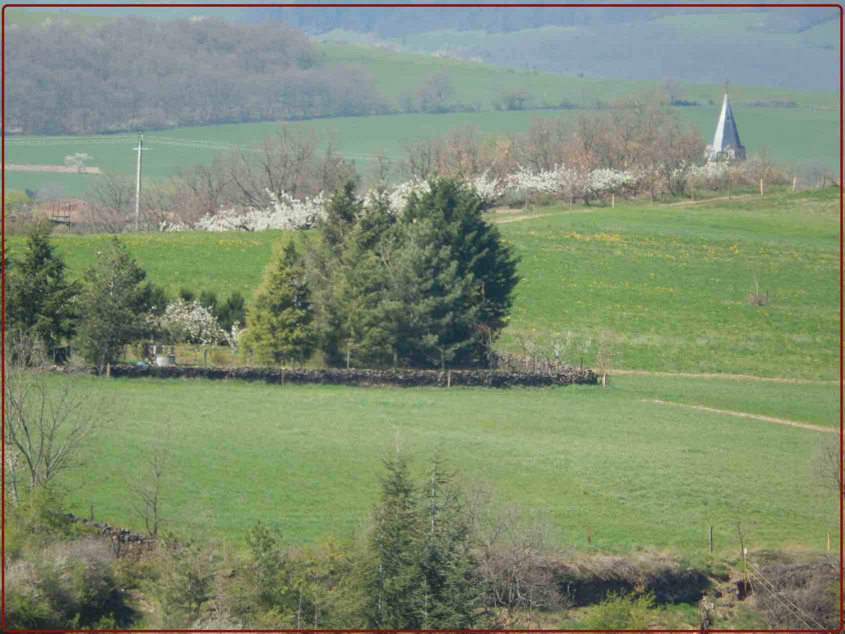 Clocher et jardin