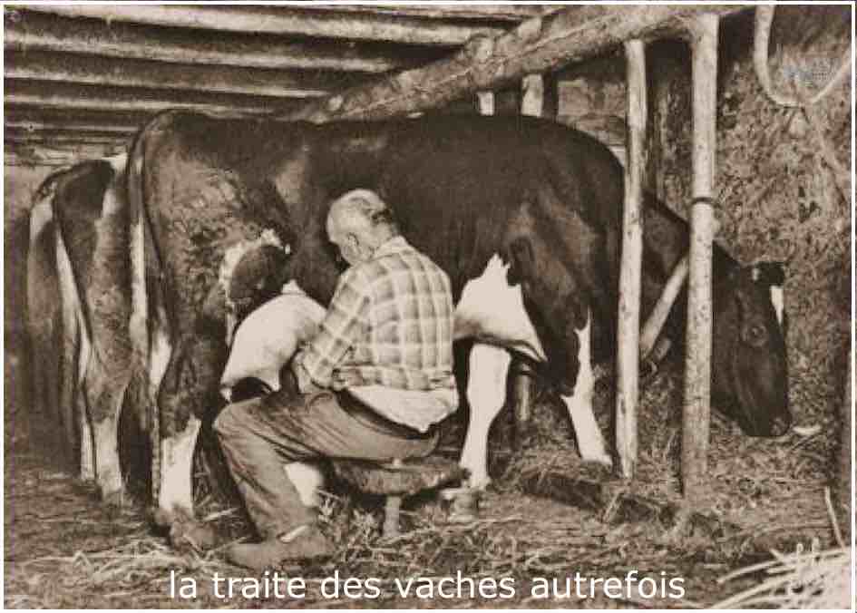 Traite des vaches