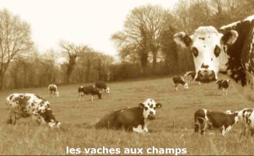 Vaches aux champs