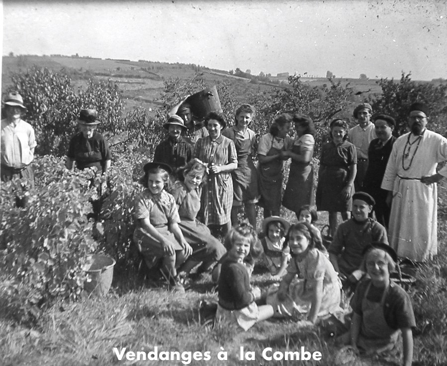 Vendanges a la combe 2