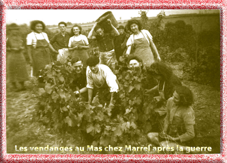 Vendanges chez marrel 1